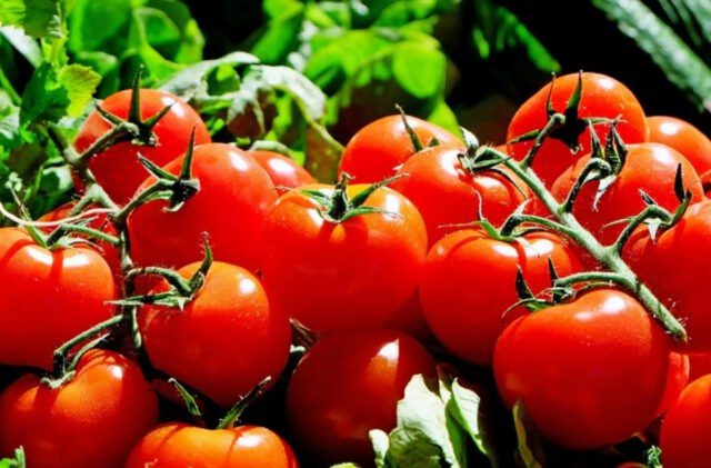 Jak uprawiać pomidory?